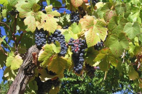 Морозоустойчивые сорта винограда для подмосковья. Укрывные и неукрывные сорта
