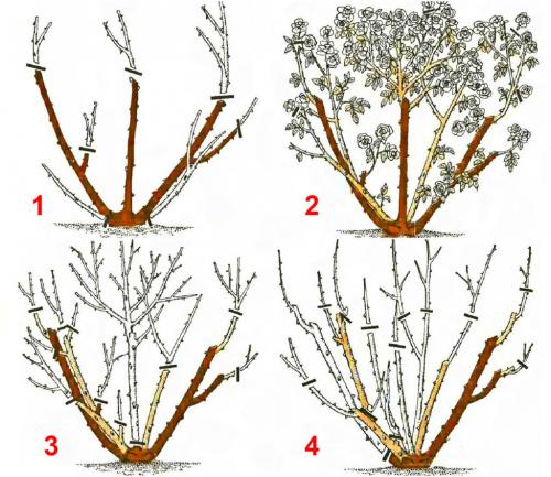 Нужно ли обрезать листья у розы на зиму. Розы: надо ли обрезать их на зиму и как это сделать?