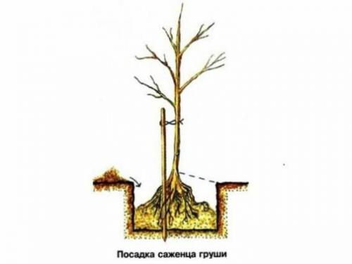 Почему на груше не завязываются плоды. Почему не плодоносит груша? Причины и методы решения проблемы