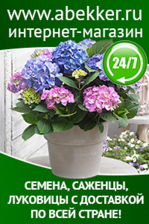 Что делать с клубнями ГЛАДИОЛУСОВ. Омолаживаем гладиолусы всего за один сезон. Делюсь секретом