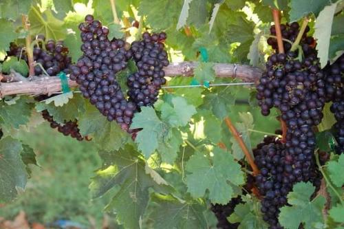 Минимальная температура для винограда. Условия для роста и развития винограда