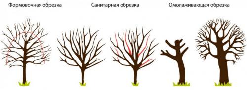 Обрезка старой калины. Когда обрезать калину