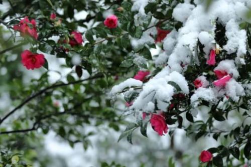 При какой температуре может замерзнуть розы. Для регионов с холодной зимой организация зимовки роз - это ответственная часть ухода за этими растениями. При правильном укрытии роз можно рассчитывать на получение высокого декоративного эффекта