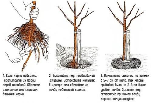 Посадка сливы в подмосковье осенью. Как правильно посадить 05