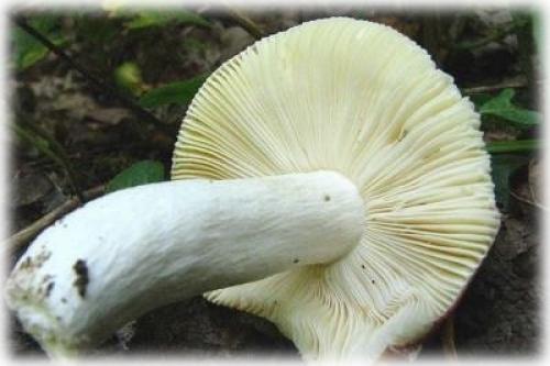 В сосновом лесу, какие грибы растут. Список лесных съедобных грибов с фото и советы начинающим грибникам