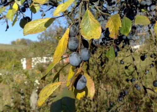 Посадка сливы весной саженцами в открытый грунт. Когда лучше сажать сливу: особенности весенней и осенней посадки