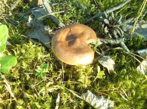 В сосновом лесу, какие грибы растут. Список лесных съедобных грибов с фото и советы начинающим грибникам 09