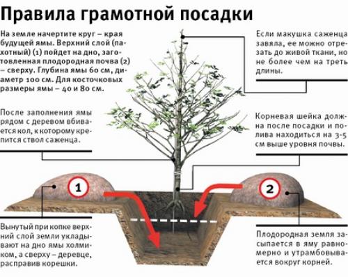 Посадка сливы в подмосковье осенью. Как правильно посадить 04