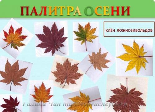 Цвет осенних листьев палитра. Палитра осени – цвета и оттенки Приморской осени.