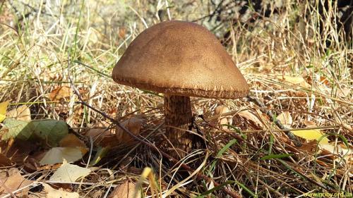 Какие грибы растут в сосновом лесу в октябре. Какие грибы растут в октябре
