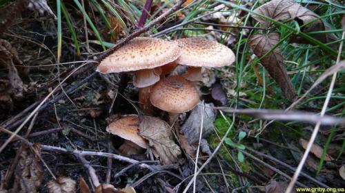Какие грибы растут в сосновом лесу в октябре. Какие грибы растут в октябре
