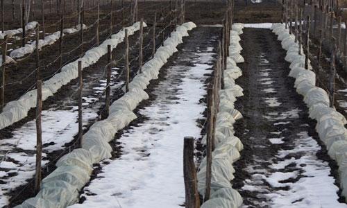 При какой температуре укрывают виноград в зиму. Когда и какое необходимо укрытие