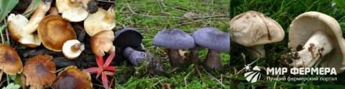 Пластинчатый гриб похожий на белый гриб. Пластинчатые грибы: фото съедобных с описанием