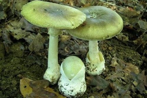 Пластинчатый гриб похож на белый. Съедобные и ядовитые пластинчатые грибы