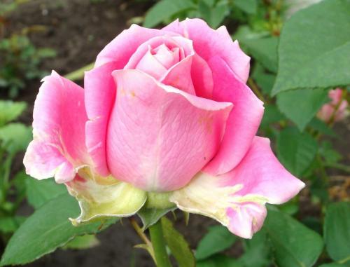Подкормка роз в начале августа. Чем подкормить розы в августе - оптимальная схема из двух подкормок