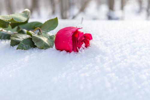 При какой температуре может замерзнуть розы. Какой мороз выдерживают розы?