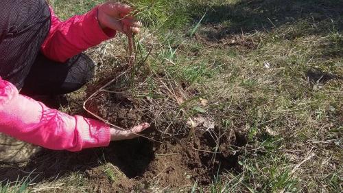 Когда можно пересаживать сосенки. Сосну из леса – на свой участок. Сделать все правильно.