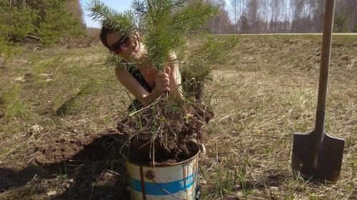 Когда можно пересаживать сосенки. Сосну из леса – на свой участок. Сделать все правильно.