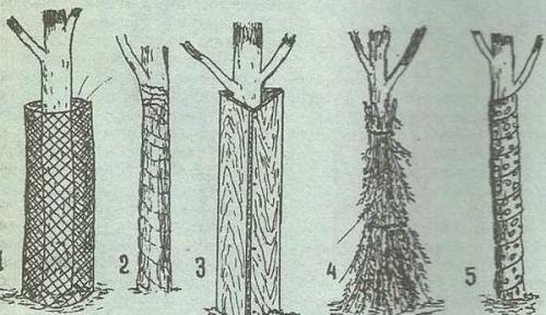 Как укрывать на зиму молодые деревья. Укрытие №2: от мороза