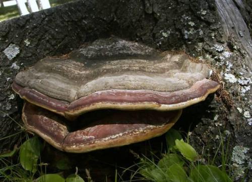 Съедобные грибы которые растут на деревьях. Гриб на дереве (50 фото): Съедобные, какие паразиты, как называться, выращивать своими руками, можно есть, оранжевый, ореховый 12