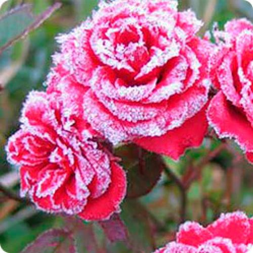 Как укрыть розы на зиму укрывным материалом. Как укрывать розы на зиму