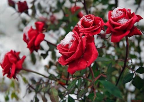 Розы при какой температуре укрывать. При какой температуре укрывать розы на зиму: советы и рекомендации 10