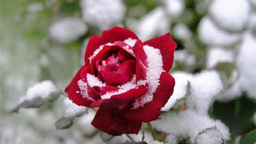 Розы при какой температуре укрывать. При какой температуре укрывать розы на зиму: советы и рекомендации 06