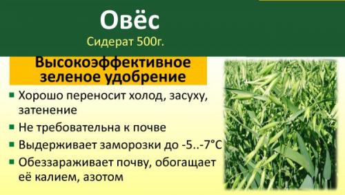 Когда скашивать овес, как сидерат. Посадка и выращивание. Когда лучше посеять на даче: весной или осенью