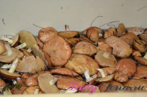 Консервирование грибы на зиму. Грибы маслята на зиму в банках — пошаговый фото рецепт