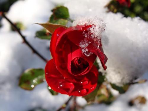 Розы при какой температуре укрывать. При какой температуре укрывать розы на зиму: советы и рекомендации 09