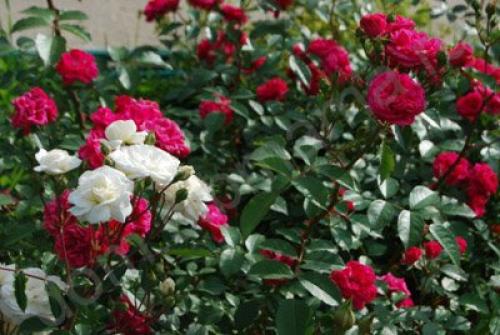 Розы при какой температуре укрывать. При какой температуре укрывать розы на зиму: советы и рекомендации 16