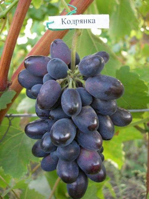 Как выращивать виноград на кубани. Выращивание винограда: Краснодарский край 08