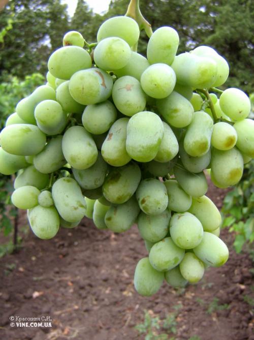 Как выращивать виноград на кубани. Выращивание винограда: Краснодарский край 06