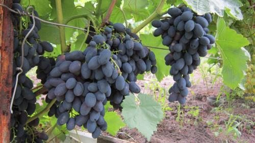 Как выращивать виноград на кубани. Выращивание винограда: Краснодарский край