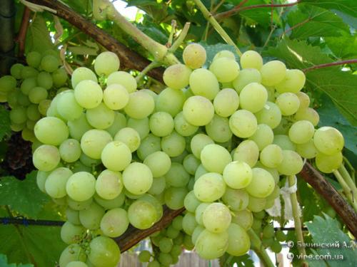 Как выращивать виноград на кубани. Выращивание винограда: Краснодарский край 01