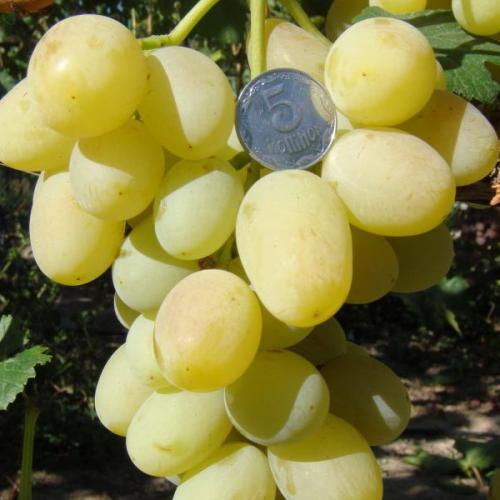 Как выращивать виноград на кубани. Выращивание винограда: Краснодарский край 02