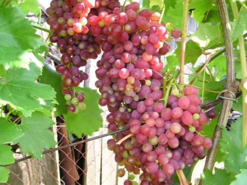 Как выращивать виноград на кубани. Выращивание винограда: Краснодарский край 07