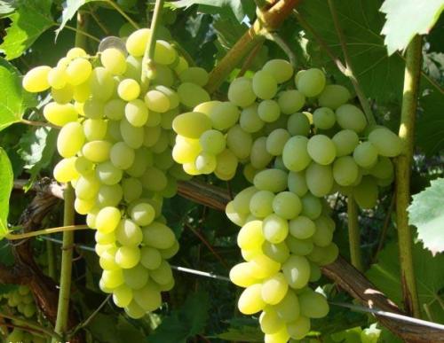 Как выращивать виноград на кубани. Выращивание винограда: Краснодарский край 04