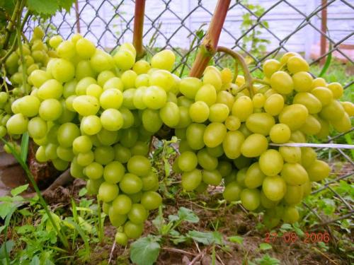 Как выращивать виноград на кубани. Выращивание винограда: Краснодарский край 03