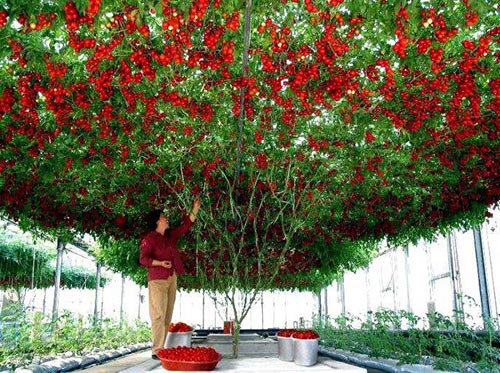 помидорное дерево