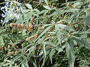 Vitex agnus castus1.jpg