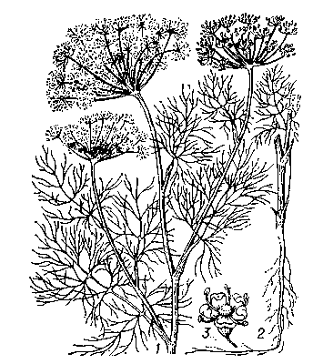 Укроп пахучий: 1 — верхняя часть растения с цветками и недозрелыми плодами; 2 — корень с прикорневым листом и частью стебля; 3 — цветок.
