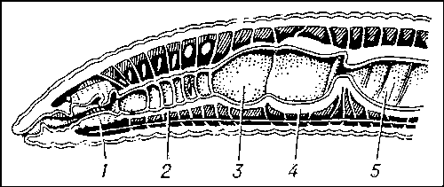 Рис. 2. Продольный разрез передней части дождевого червя: 1 — глотка; 2 — пищевод: 3 — зоб; 4 — мускульный желудок, 5 — средняя кишка.