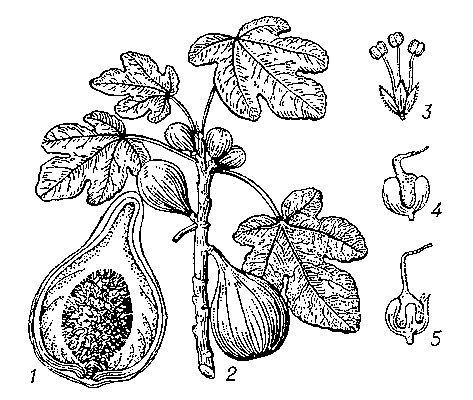Инжир: 1 — разрез соцветия; 2 — ветка с плодами; 3 — тычиночный цветок; 4, 5 — пестичные цветки.
