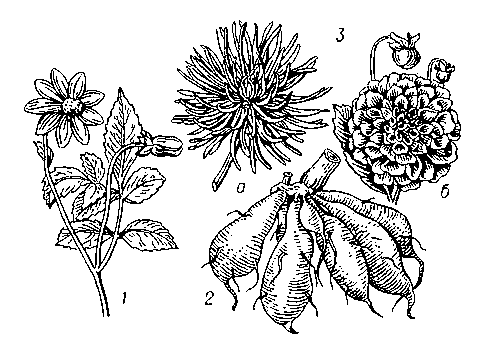 Георгина: 1 — листья и цветок немахровой формы; 2 — клубни; 3 — соцветие: а — кактусовидное, б — шаровидное.