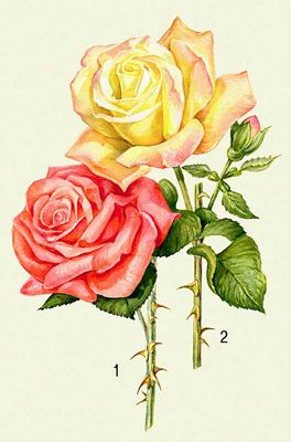 Розы: 1 — Грандифлора (Монтезума), 2 — чайно-гибридная (Глория Дей).