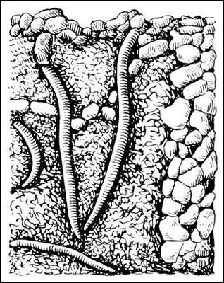 Рис. 1. Дождевые черви, роющиеся в почве. Вследствие часто повторяющегося выноса грунта, белые плитки, лежавшие первоначально на поверхности, оказались глубоко зарытыми, тогда как справа, над недоступным для червей каменистым грунтом, плитки сохранили первоначальное положение.