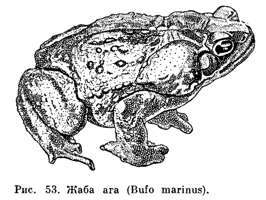 Семейство Жабы (Bufonidae)