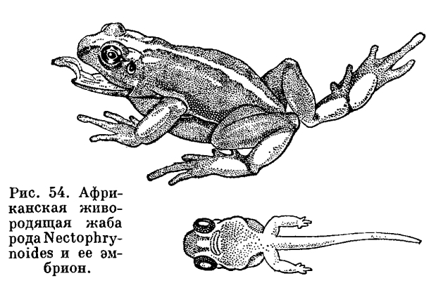 Семейство Жабы (Bufonidae)