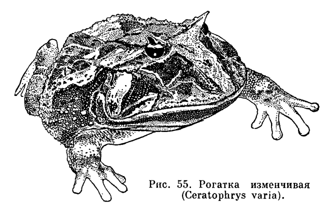 Семейство Жабы (Bufonidae)